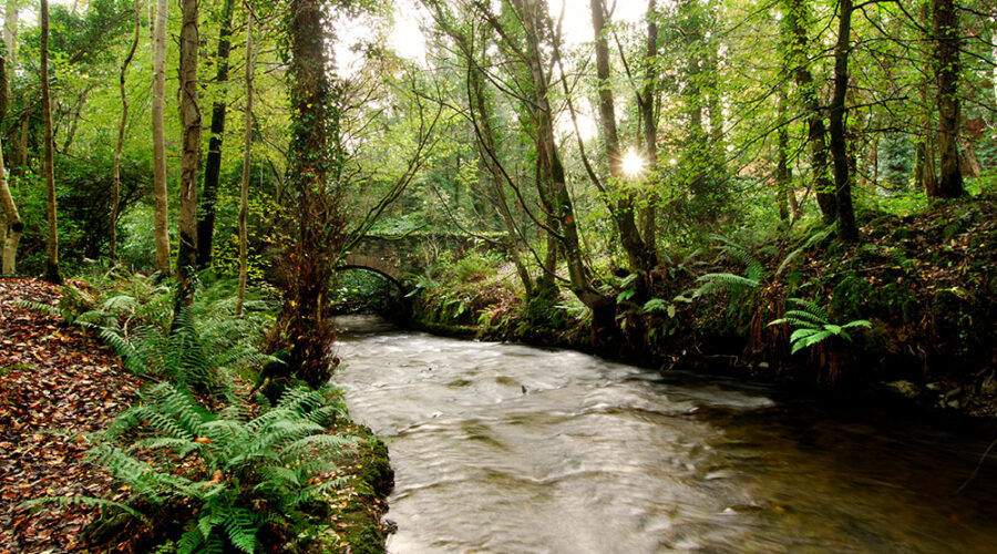 Dún a Rí Forest Park